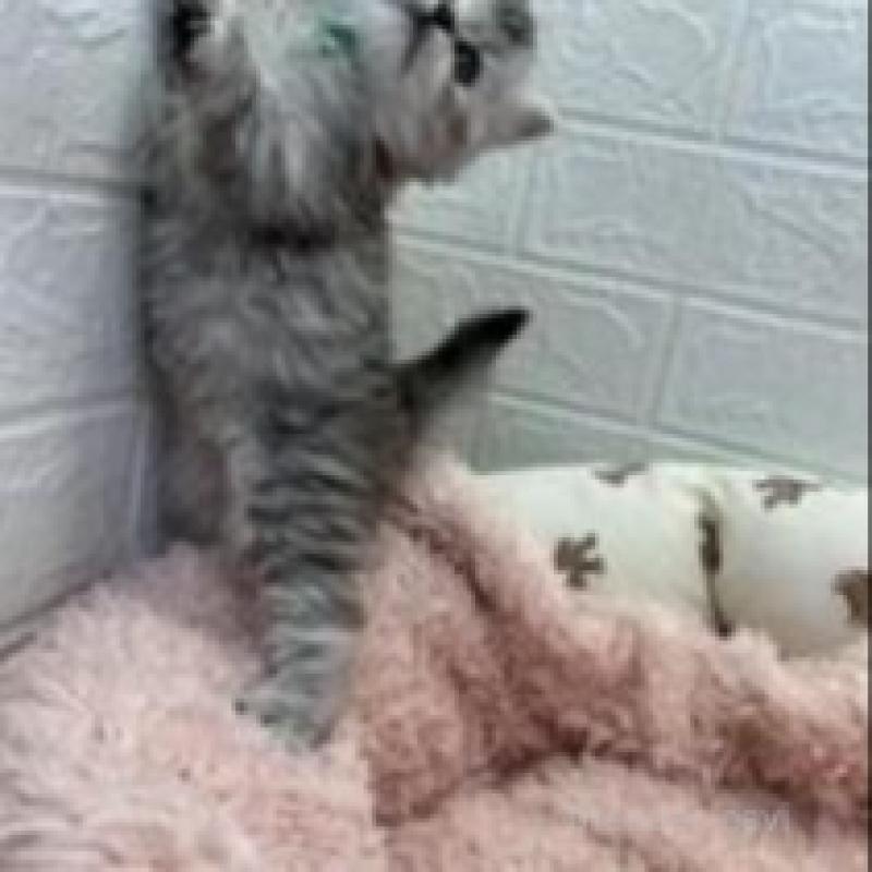 販売中の埼玉県のスコティッシュフォールド-132507の6枚目