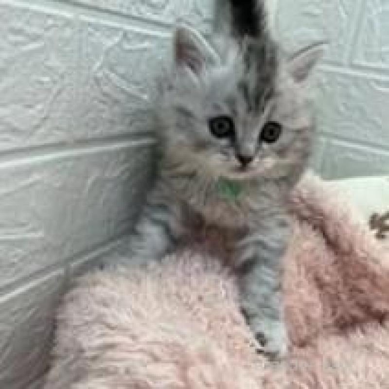 販売中の埼玉県のスコティッシュフォールド-132507の5枚目