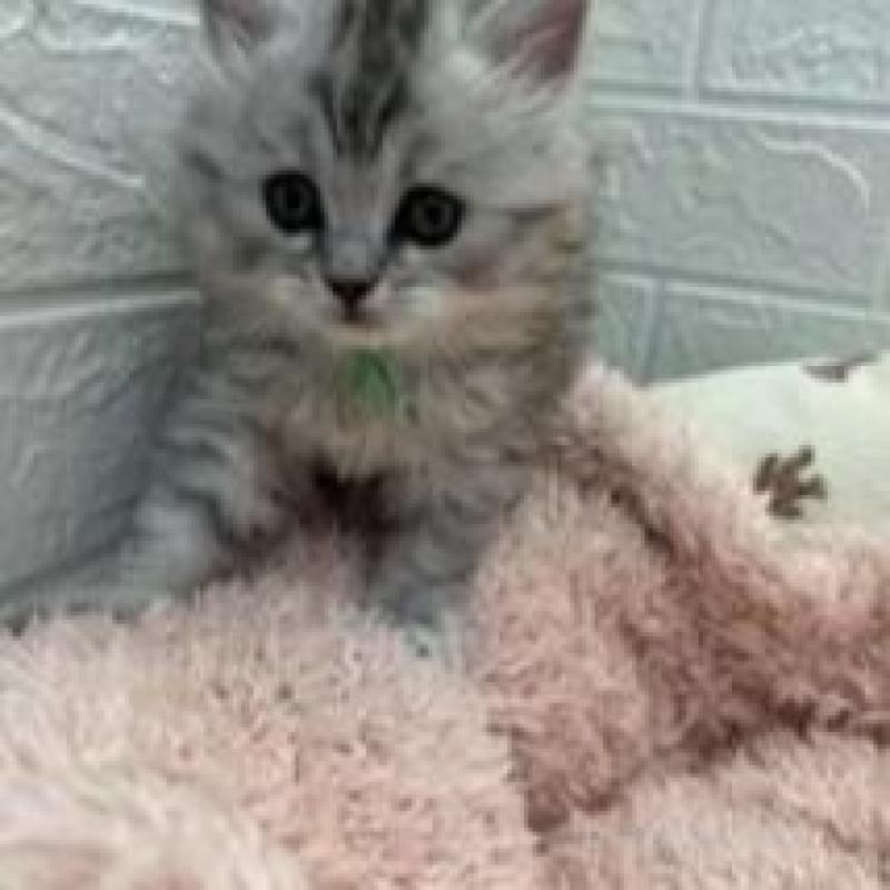 販売中の埼玉県のスコティッシュフォールド-132507の4枚目