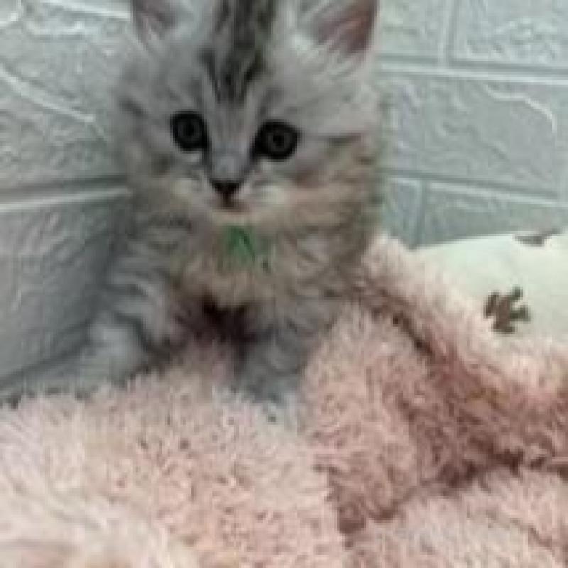 販売中の埼玉県のスコティッシュフォールド-132507の3枚目