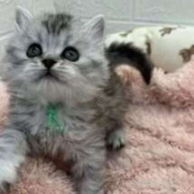 販売中の埼玉県のスコティッシュフォールド-132507の2枚目