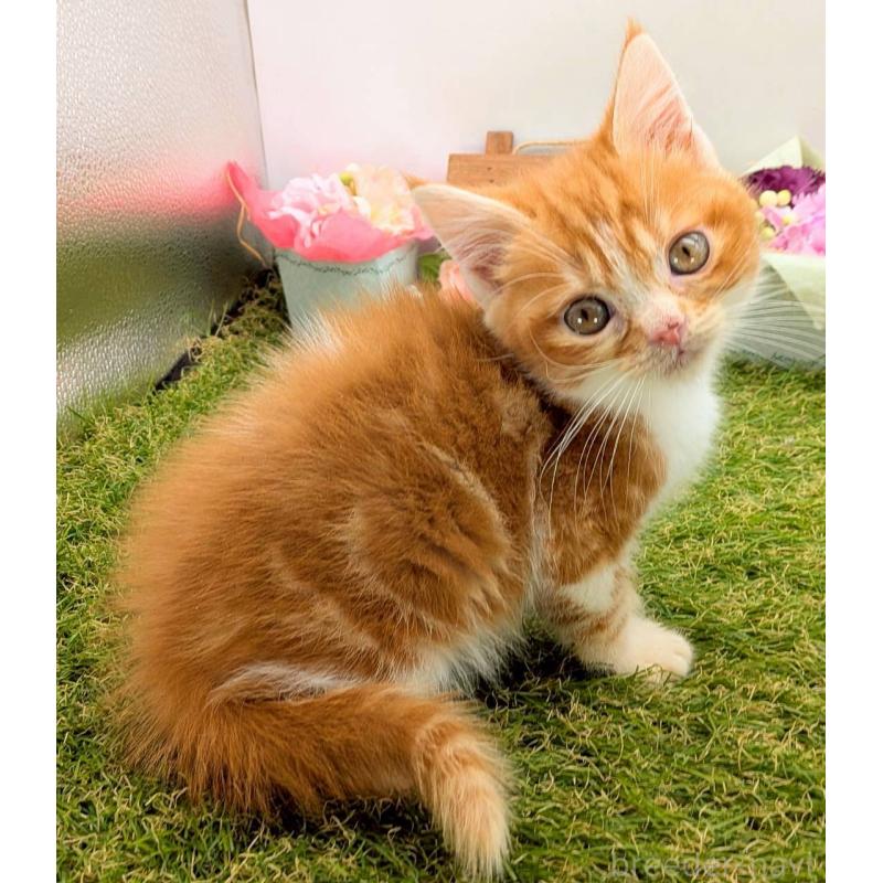 販売中の大阪府のスコティッシュフォールド-132508の10枚目