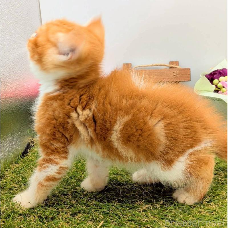 販売中の大阪府のスコティッシュフォールド-132508の9枚目