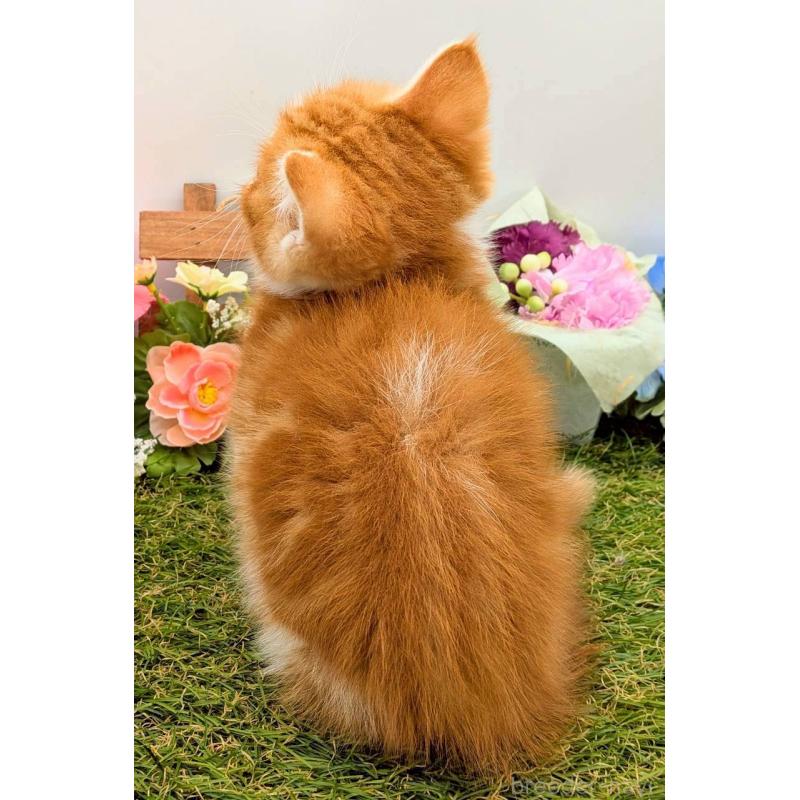 販売中の大阪府のスコティッシュフォールド-132508の8枚目