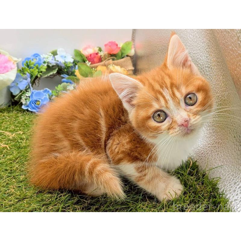 販売中の大阪府のスコティッシュフォールド-132508の7枚目