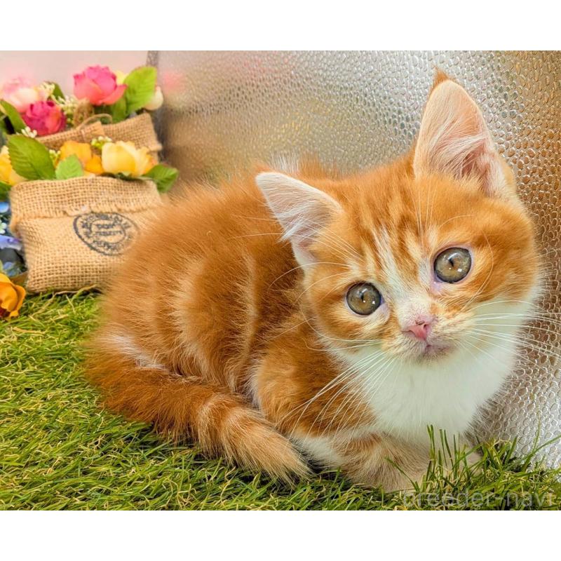 販売中の大阪府のスコティッシュフォールド-132508の6枚目