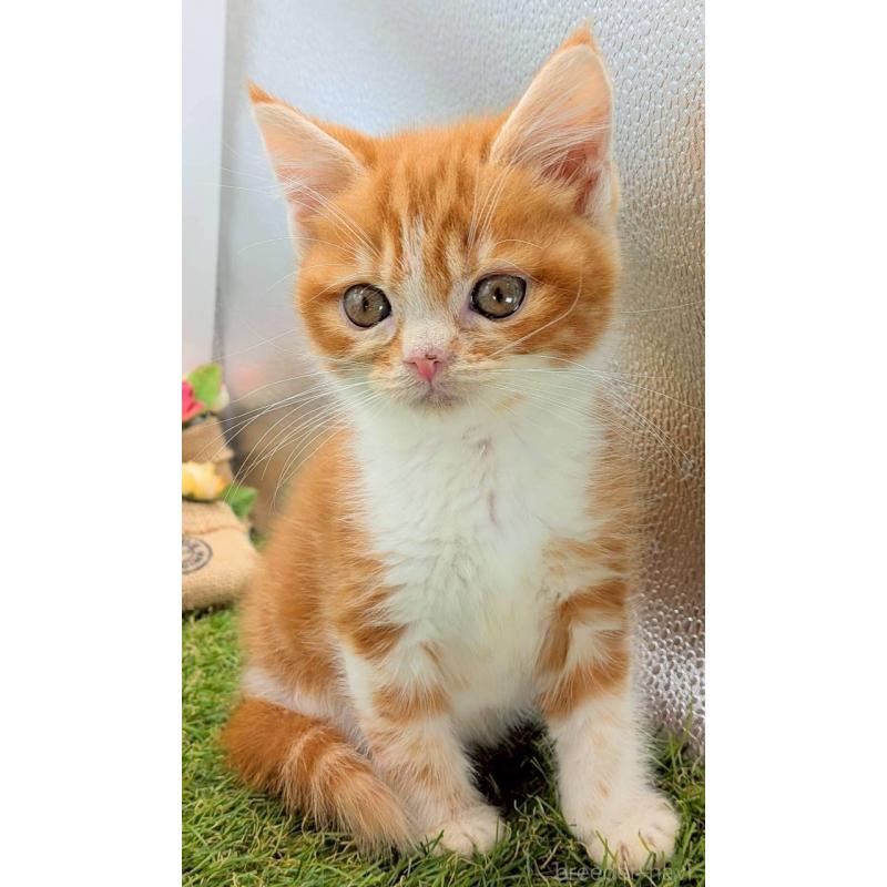 販売中の大阪府のスコティッシュフォールド-132508の5枚目