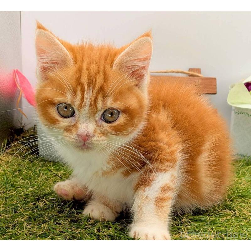 販売中の大阪府のスコティッシュフォールド-132508の4枚目