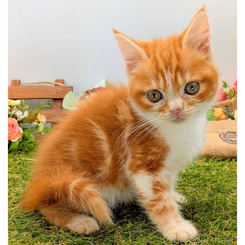 販売中の大阪府のスコティッシュフォールド-132508の3枚目