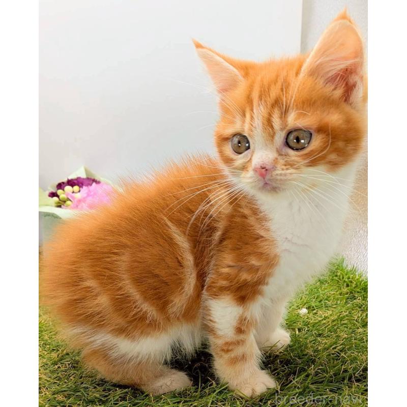 販売中の大阪府のスコティッシュフォールド-132508の2枚目