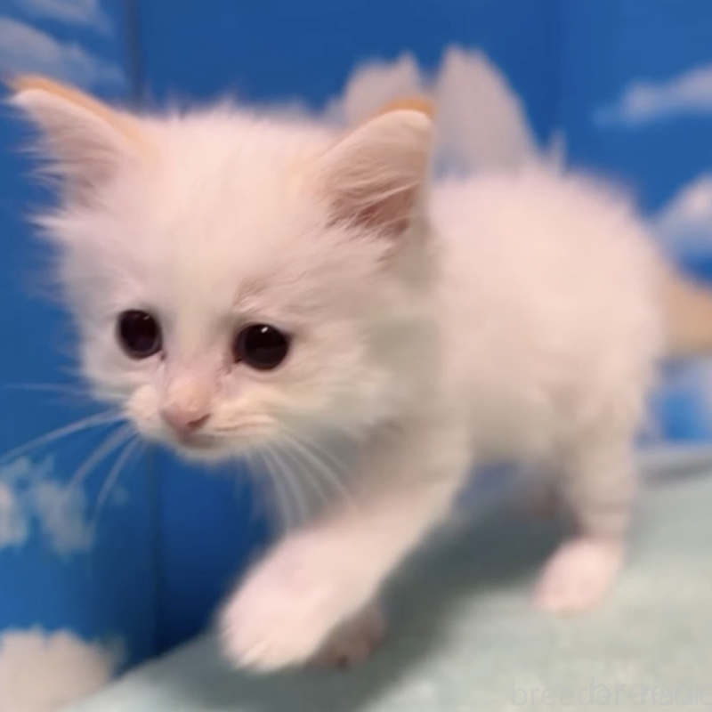 販売中の埼玉県のミヌエット-132510