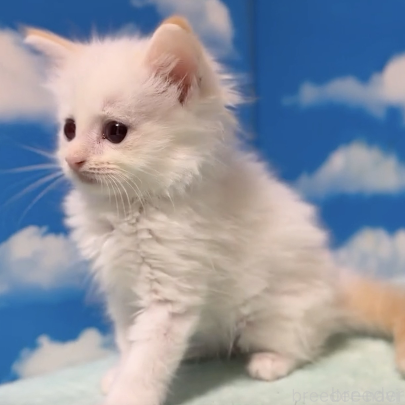 販売中の埼玉県のミヌエット-132510の2枚目