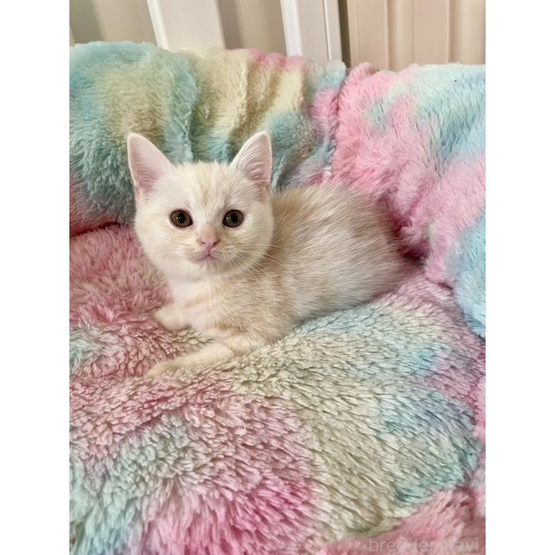 販売中の岡山県のスコティッシュストレート-132511の10枚目