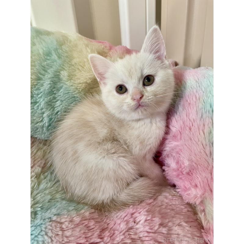 販売中の岡山県のスコティッシュストレート-132511の9枚目