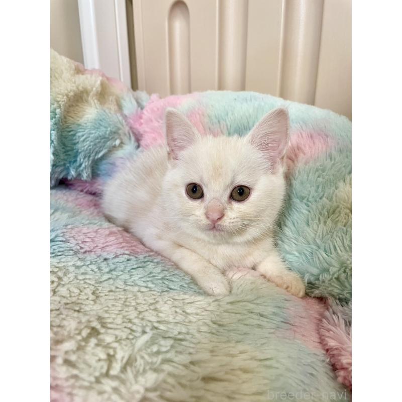 販売中の岡山県のスコティッシュストレート-132511の4枚目