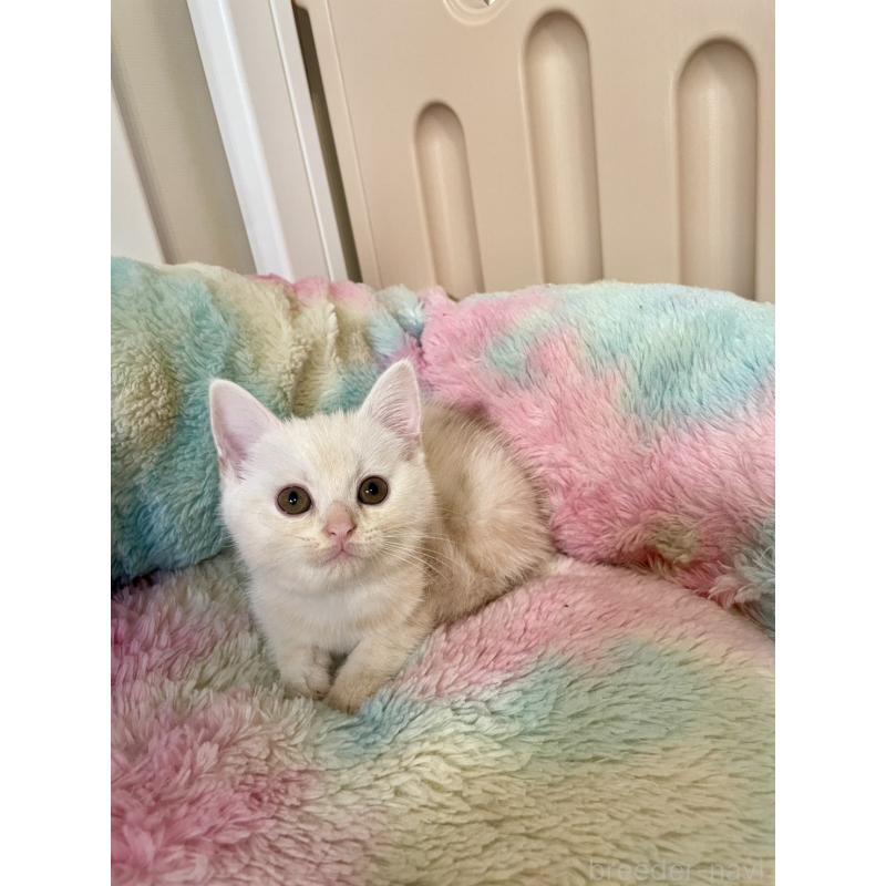 販売中の岡山県のスコティッシュストレート-132511の5枚目