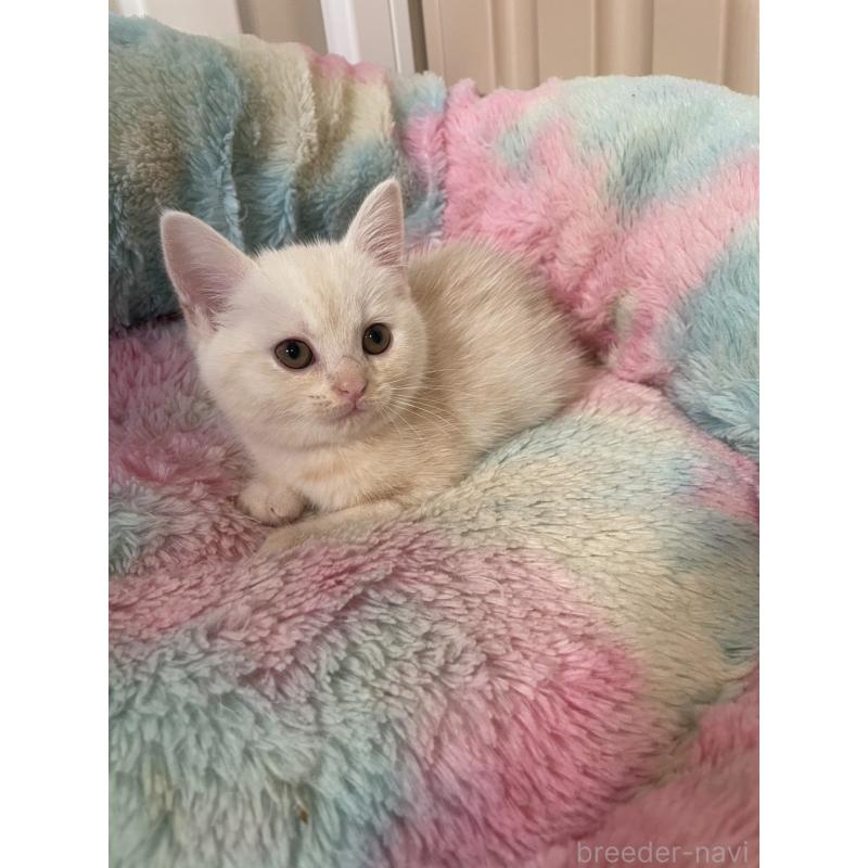 販売中の岡山県のスコティッシュストレート-132511の2枚目