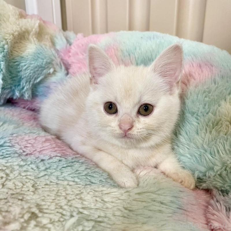 販売中の岡山県のスコティッシュストレート-132511の1枚目