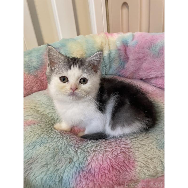 販売中の岡山県のスコティッシュストレート-132512の6枚目