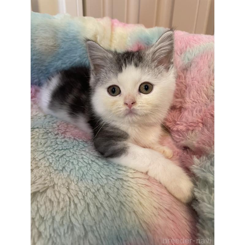 販売中の岡山県のスコティッシュストレート-132512の5枚目