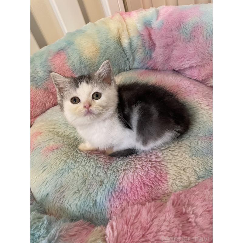 販売中の岡山県のスコティッシュストレート-132512の4枚目