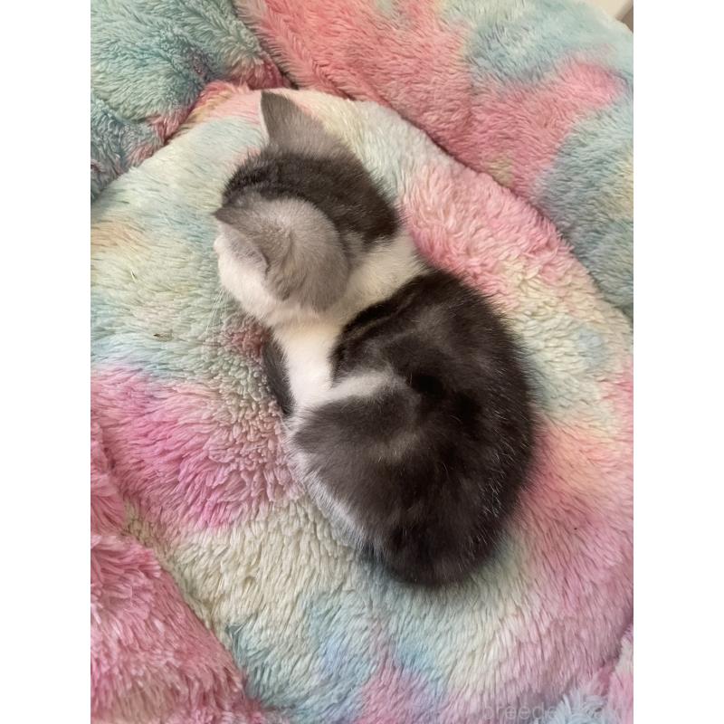 販売中の岡山県のスコティッシュストレート-132512の3枚目