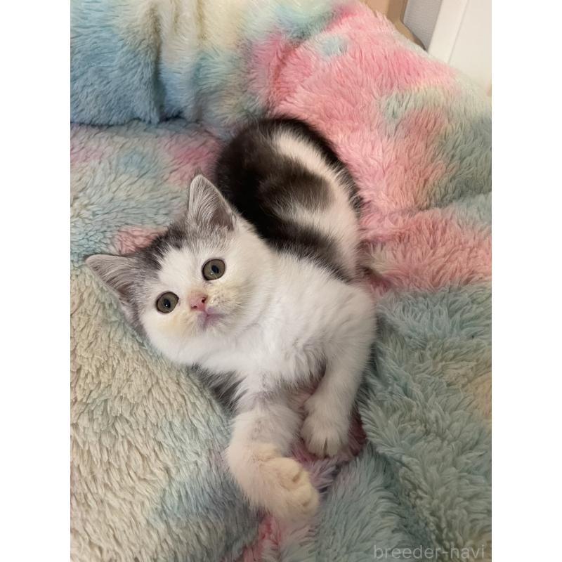 販売中の岡山県のスコティッシュストレート-132512の2枚目