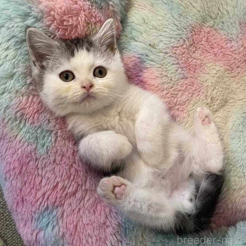 販売中の岡山県のスコティッシュストレート-132512