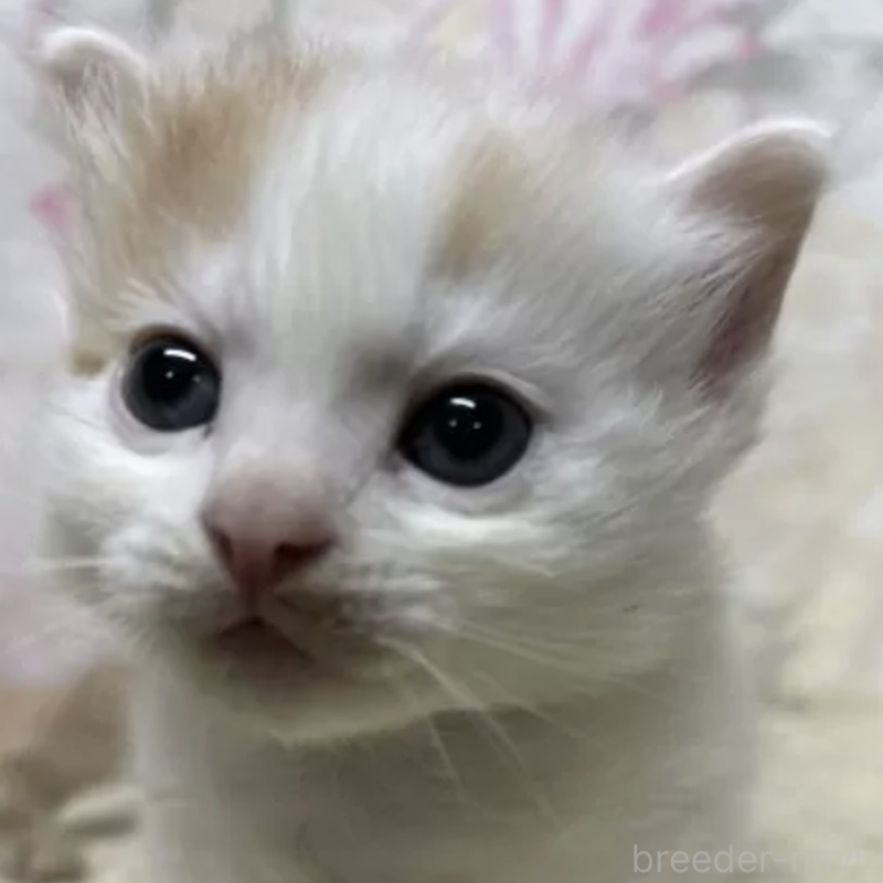 販売中の埼玉県のマンチカン(短足)-132514