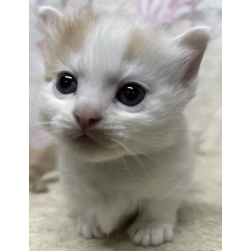 販売中の埼玉県のマンチカン(短足)-132514の2枚目