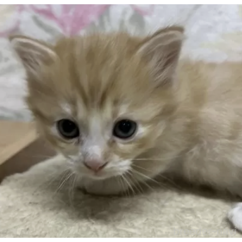 販売中の埼玉県のマンチカン(短足)-132515の2枚目