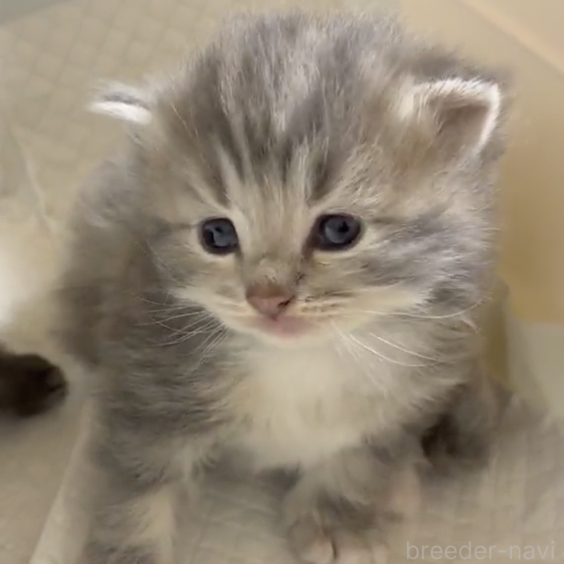 販売中の北海道のサイベリアン-132516