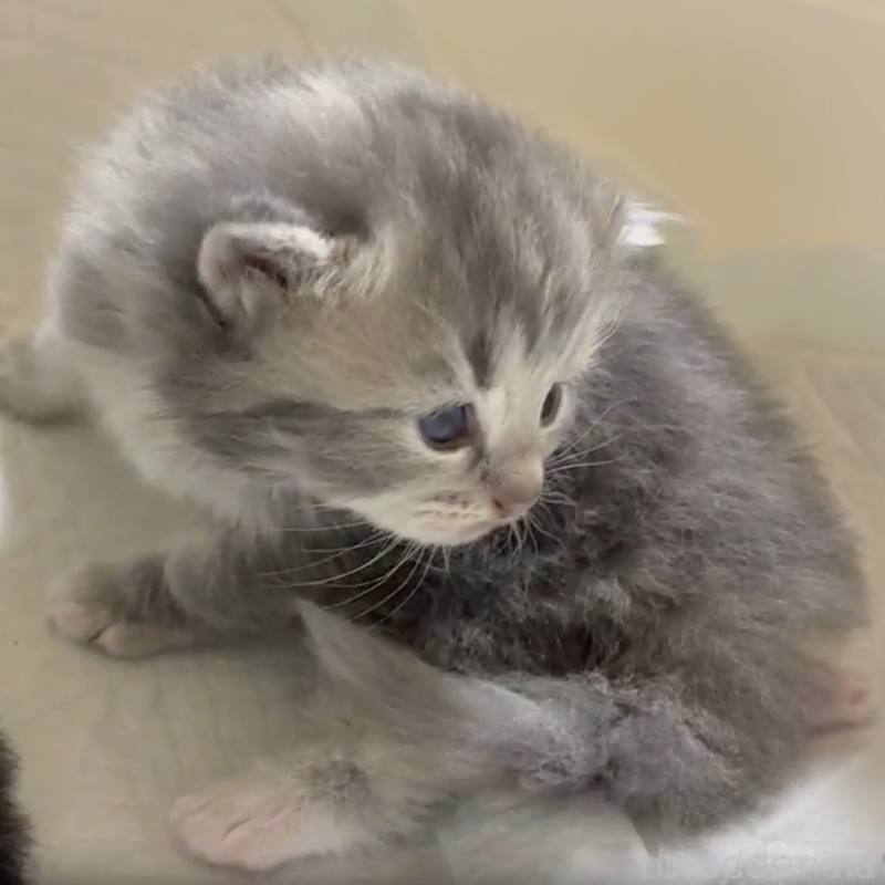 販売中の北海道のサイベリアン-132516の2枚目