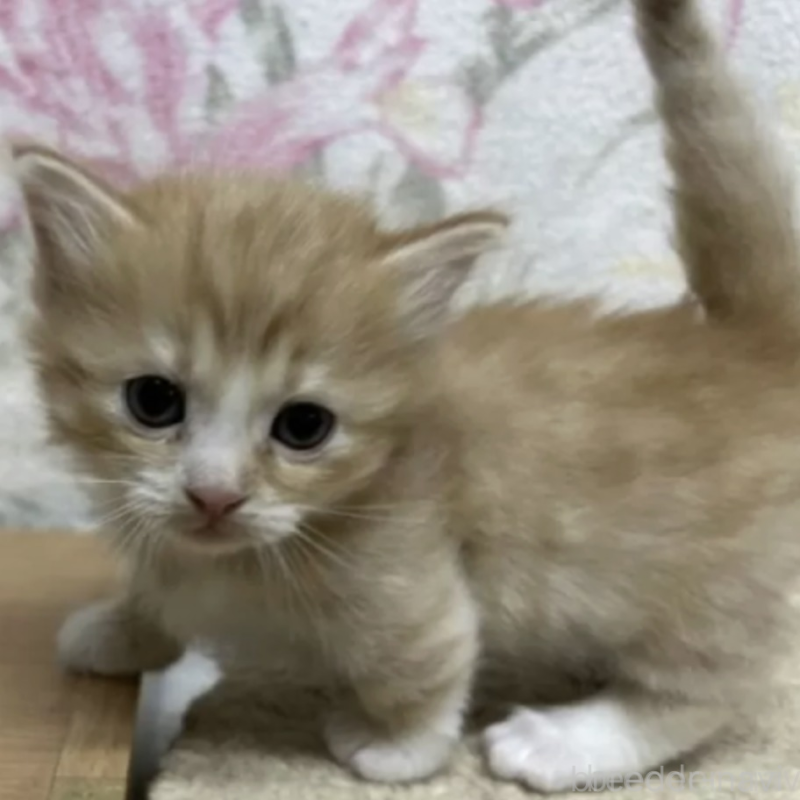 販売中の埼玉県のマンチカン(短足)-132515の1枚目