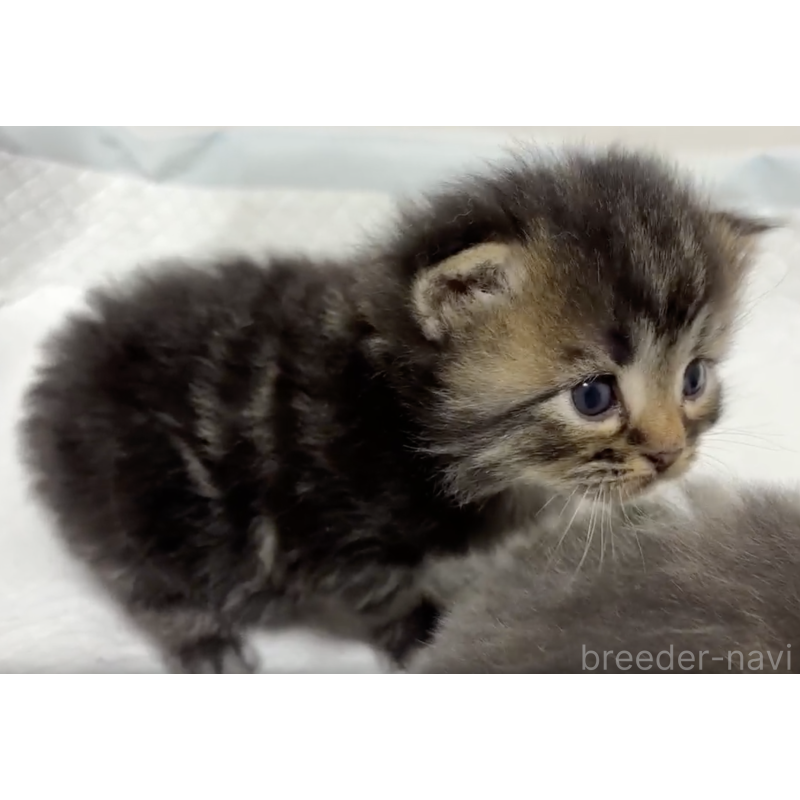 販売中の北海道のサイベリアン-132517の2枚目