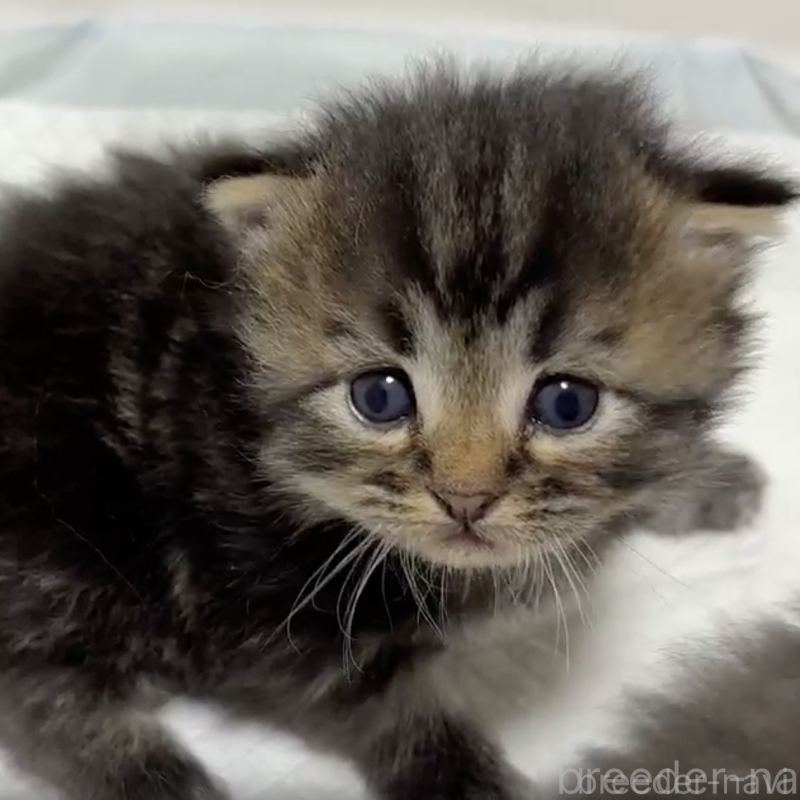 販売中の北海道のサイベリアン-132517