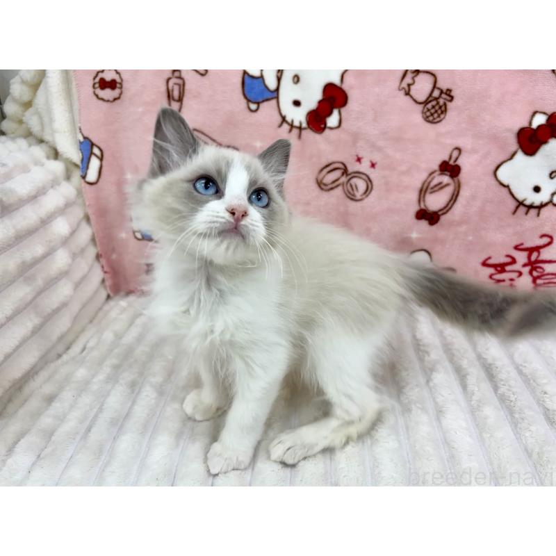 販売中の東京都のラグドール-130015の4枚目