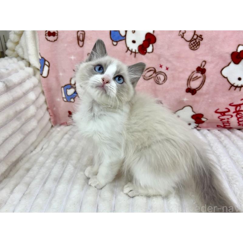 販売中の東京都のラグドール-130015