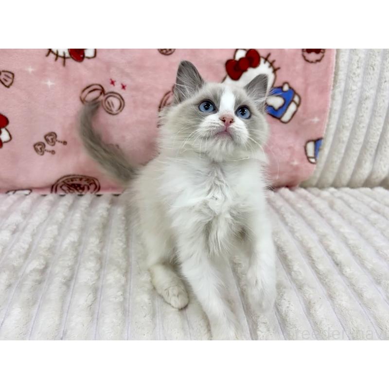 販売中の東京都のラグドール-130015の3枚目