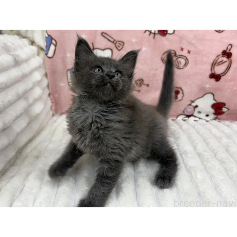 成約済の東京都のメインクーン-131891の5枚目