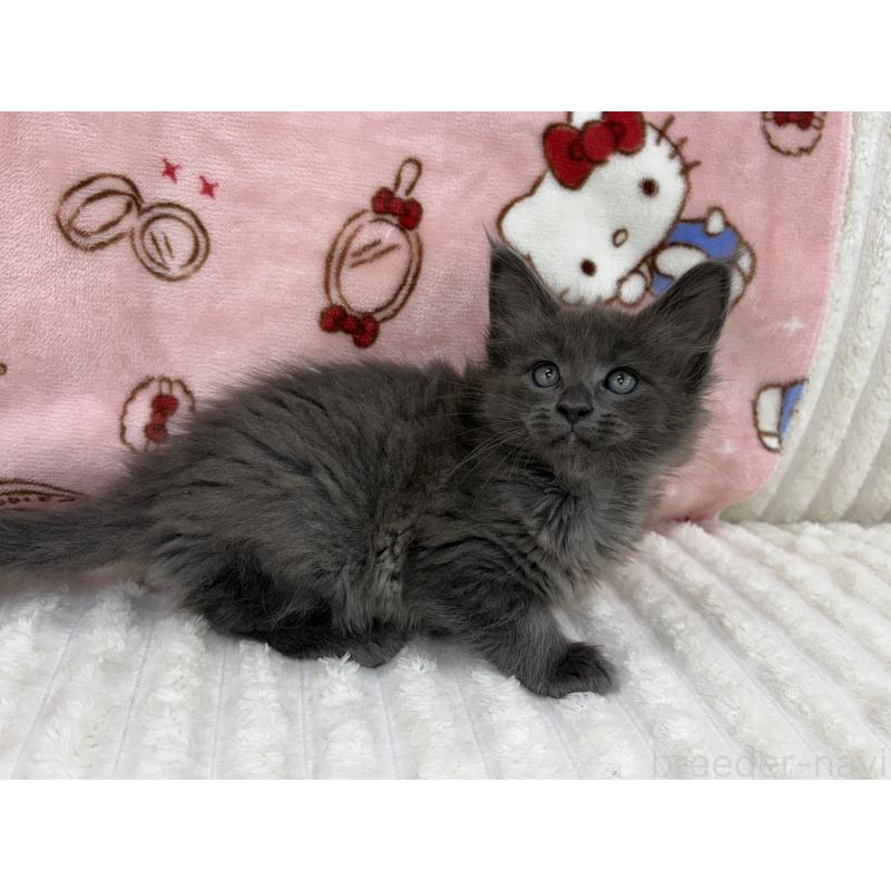 成約済の東京都のメインクーン-131891の2枚目