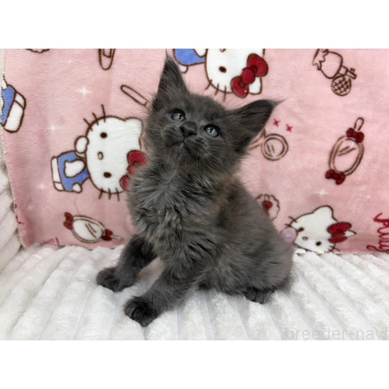 販売中の東京都のメインクーン-131891