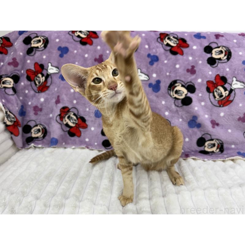 販売中の東京都のオリエンタルショートヘア-121432の7枚目