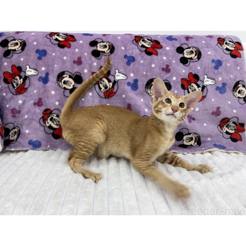 販売中の東京都のオリエンタルショートヘア-121432の4枚目