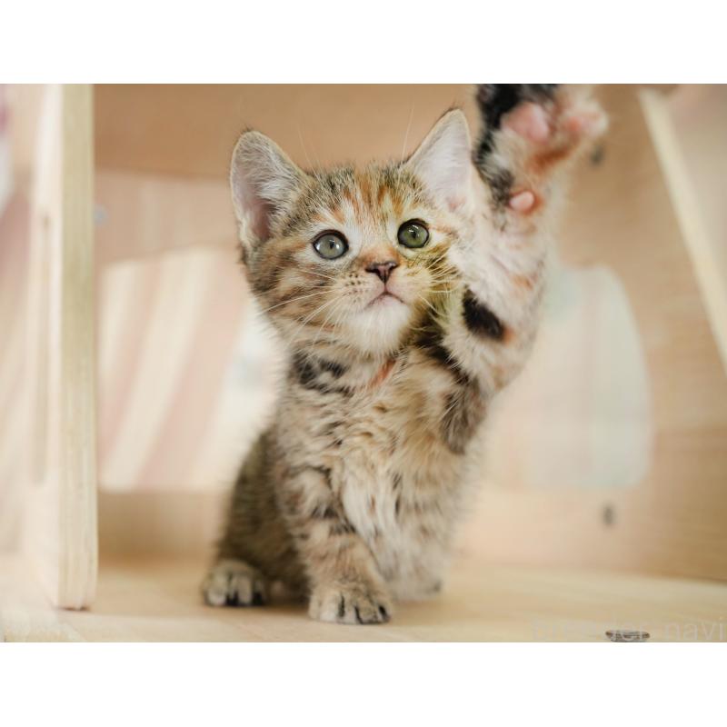 販売中の神奈川県のマンチカン-132547の11枚目