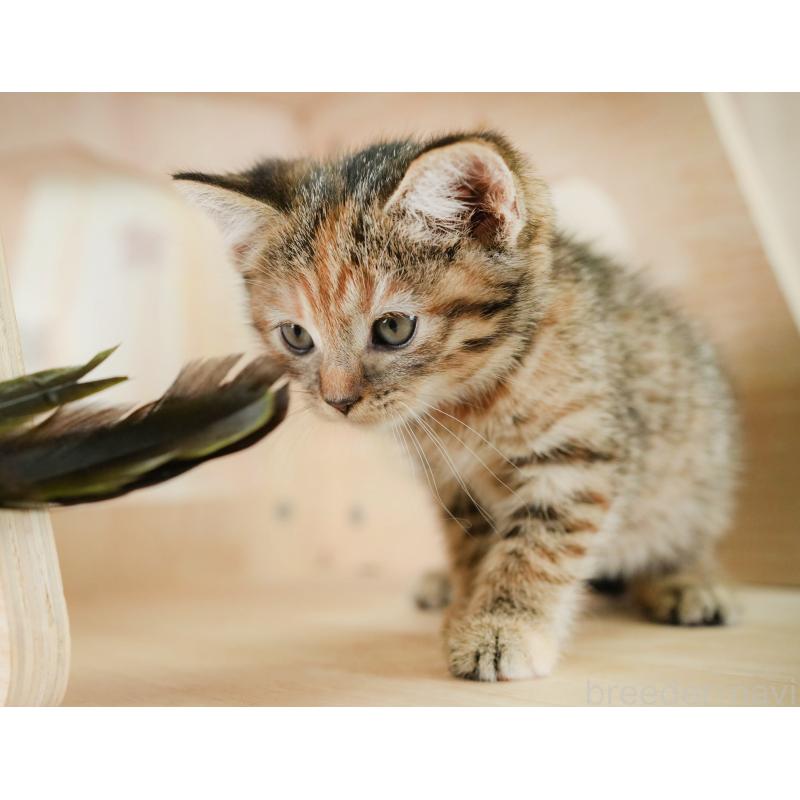 販売中の神奈川県のマンチカン-132547の9枚目