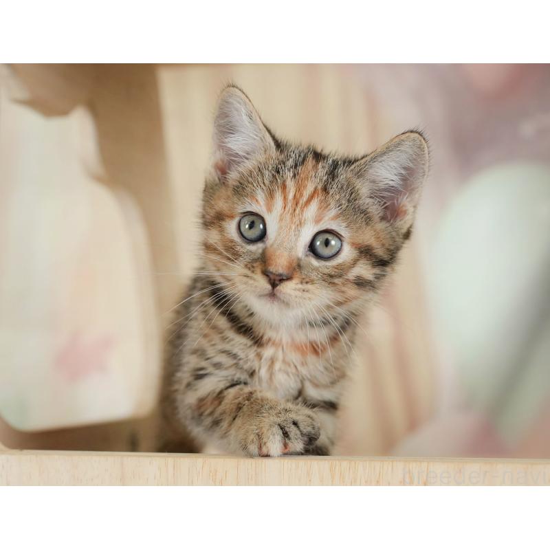 販売中の神奈川県のマンチカン-132547の8枚目