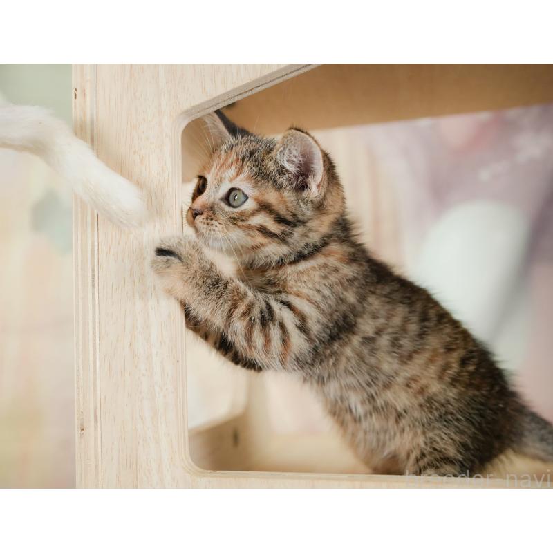 販売中の神奈川県のマンチカン-132547の6枚目