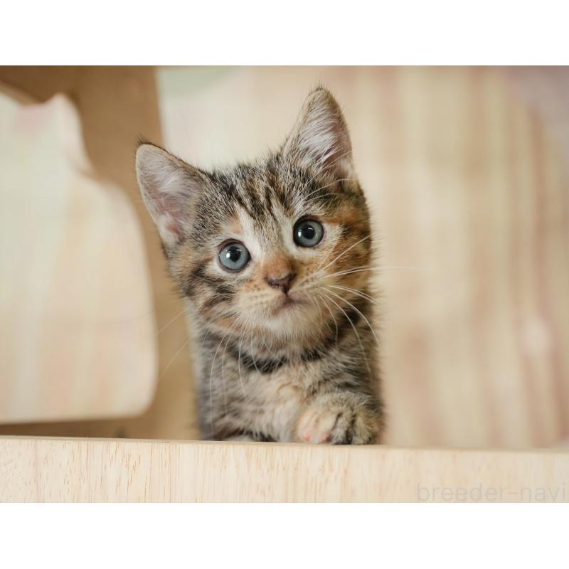 販売中の神奈川県のマンチカン-132549の11枚目