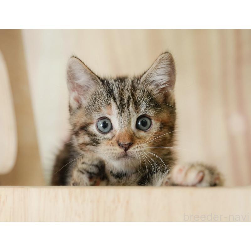 販売中の神奈川県のマンチカン-132549の10枚目